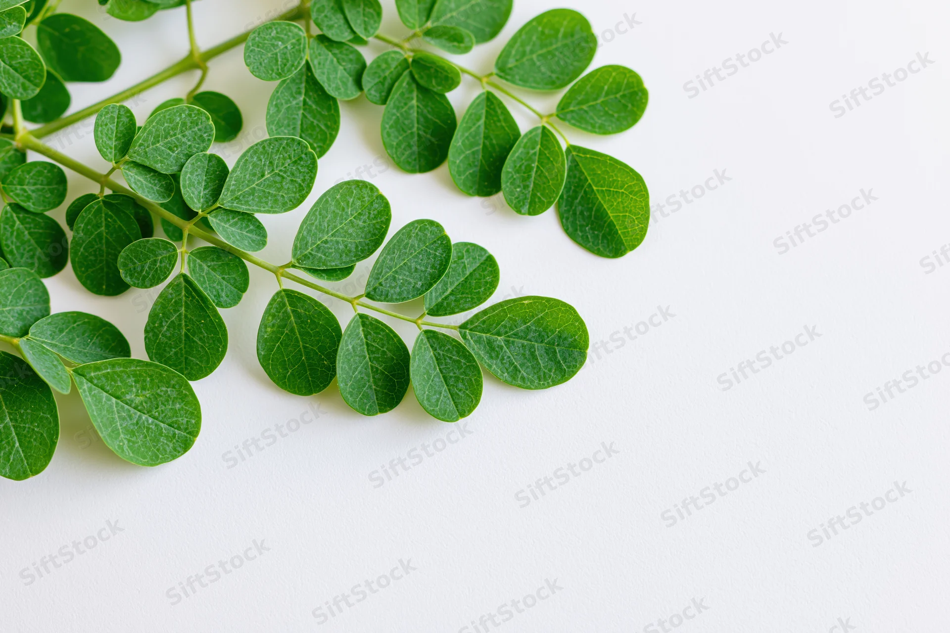 Moringa branch with small rounded compound leaves arranged on white surface