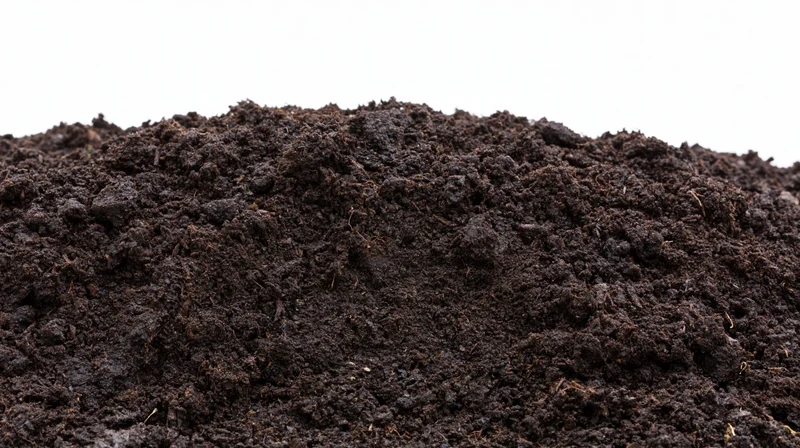 Mound of dark garden soil filling the lower half of the frame against a white background