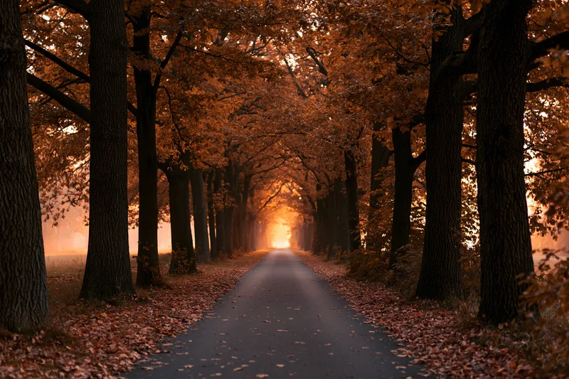 Narrow paved path lined with autumn trees forming a tunnel of orange foliage receding into misty light
