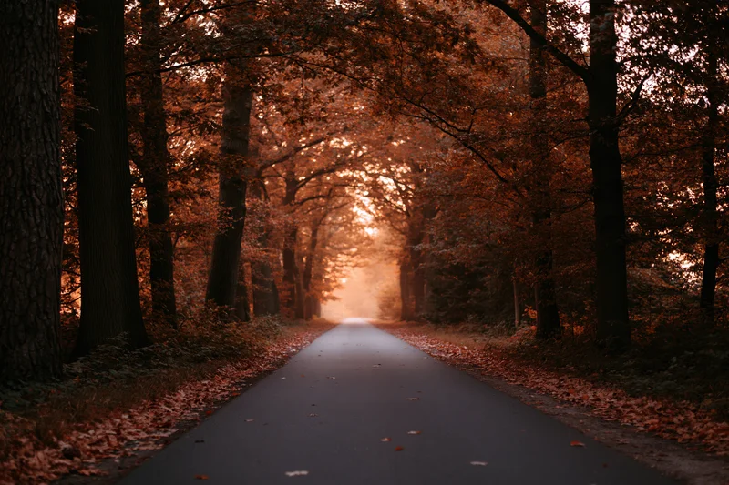 Narrow paved path receding into a forest tunnel of autumn trees with sunlight filtering through the canopy