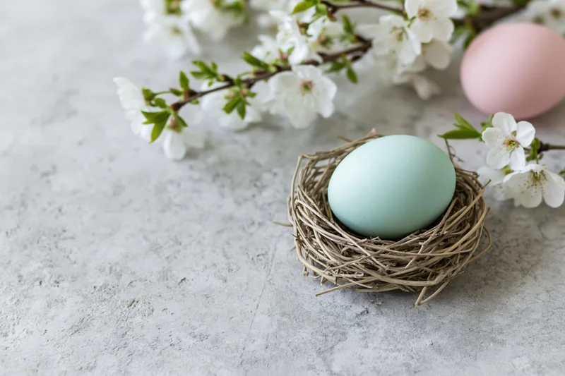 Pale mint easter egg in a small woven twig nest with white blossoms on a gray textured surface