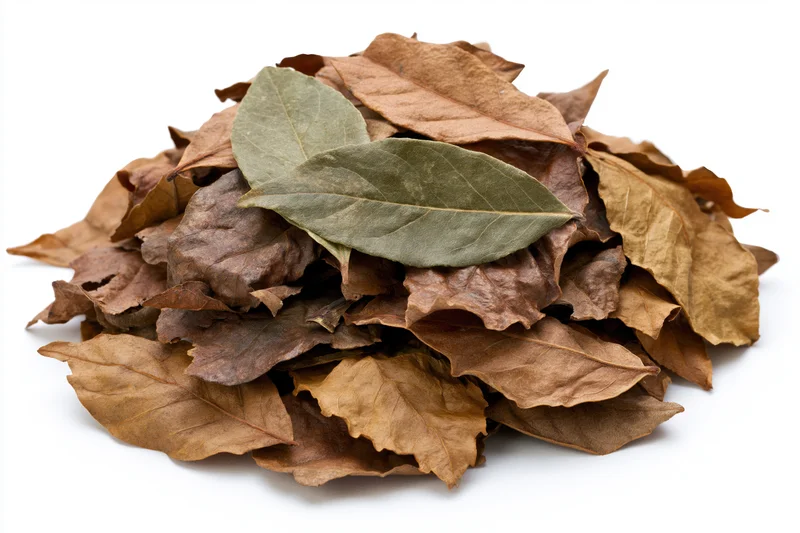 Pile of dried fallen leaves heaped loosely on white background