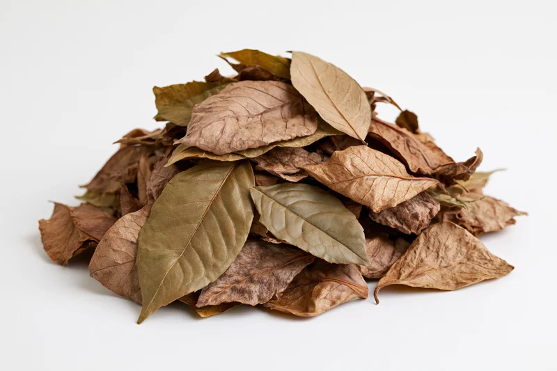 Pile of dry fallen leaves heaped loosely on white background