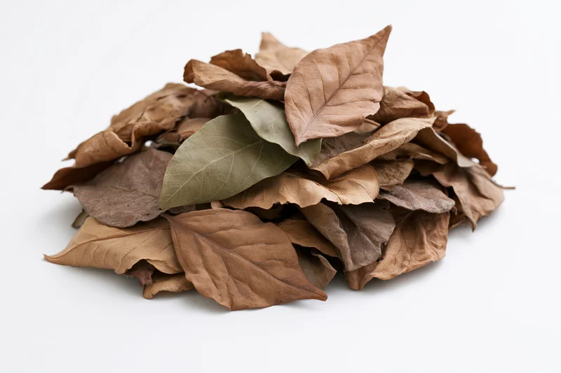 A pile of dry fallen leaves heaped loosely together on a white background