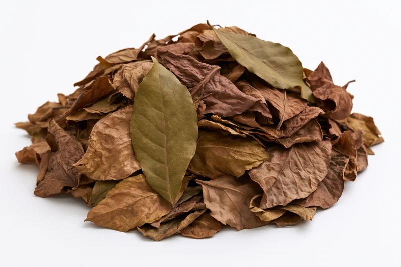 Pile of dry fallen leaves heaped loosely on white background