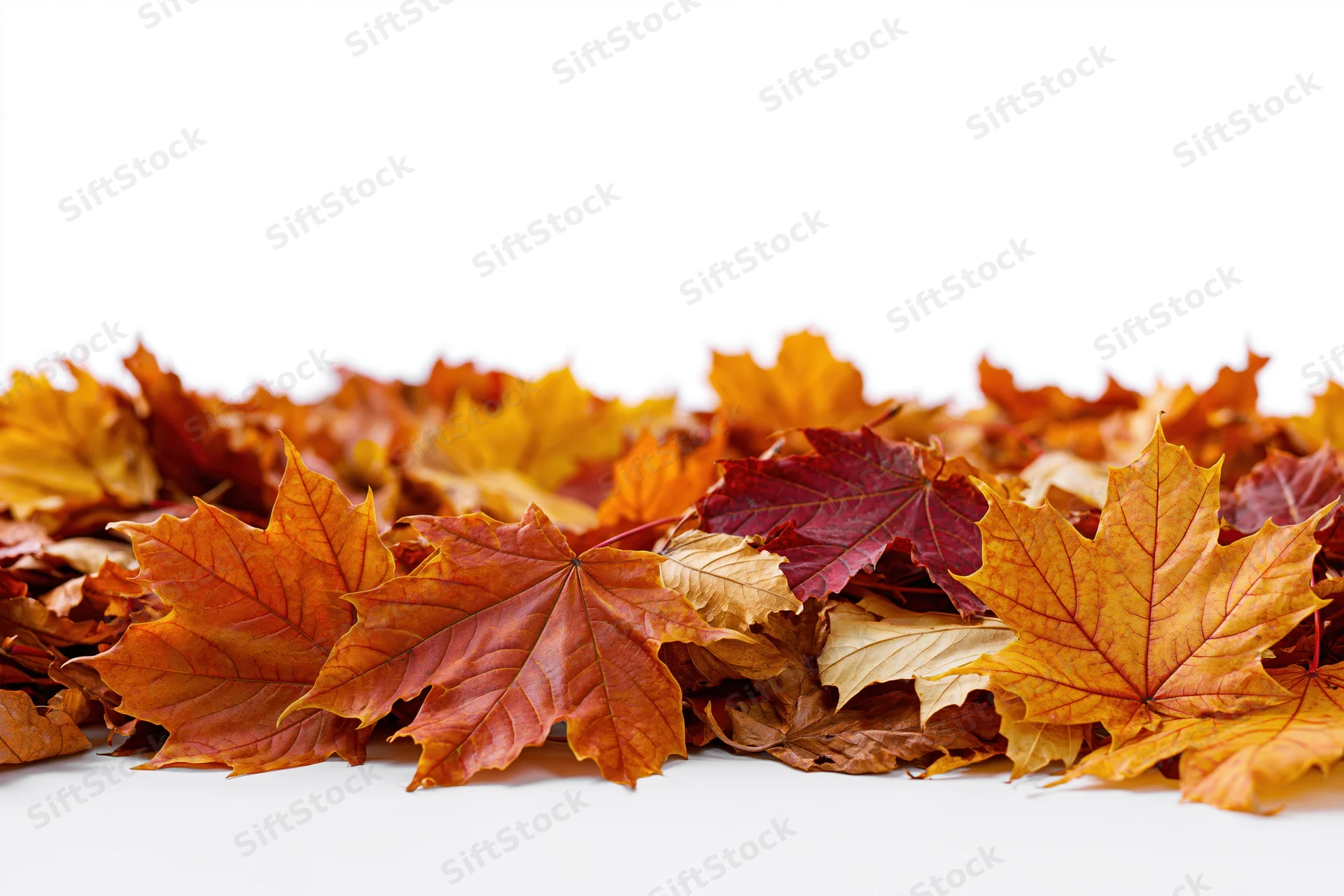 Pile of fallen autumn maple leaves arranged along the bottom edge on white background