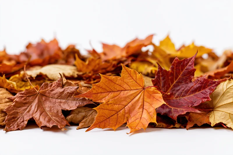 Pile of fallen autumn maple leaves arranged along the bottom on white background