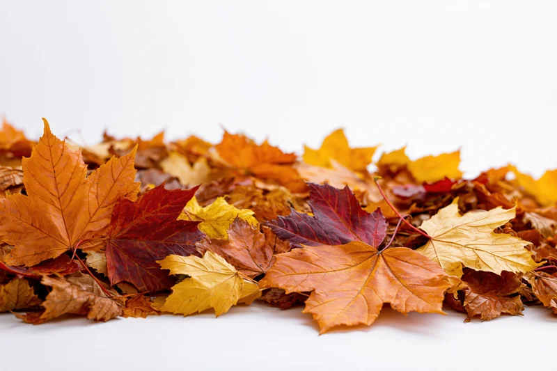 Pile of fallen autumn maple leaves arranged along the bottom edge on white background