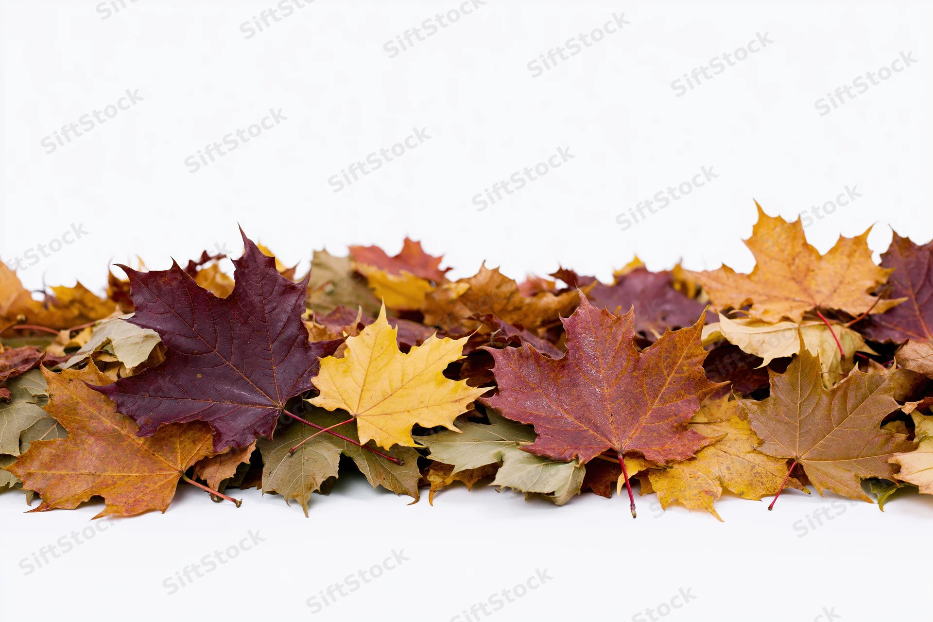 Pile of fallen autumn maple leaves arranged along the bottom edge on white background