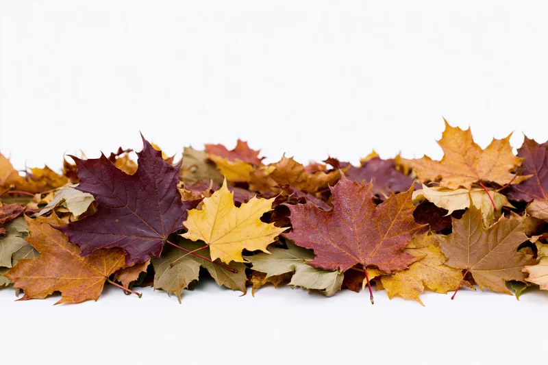 Pile of fallen autumn maple leaves arranged along the bottom edge on white background