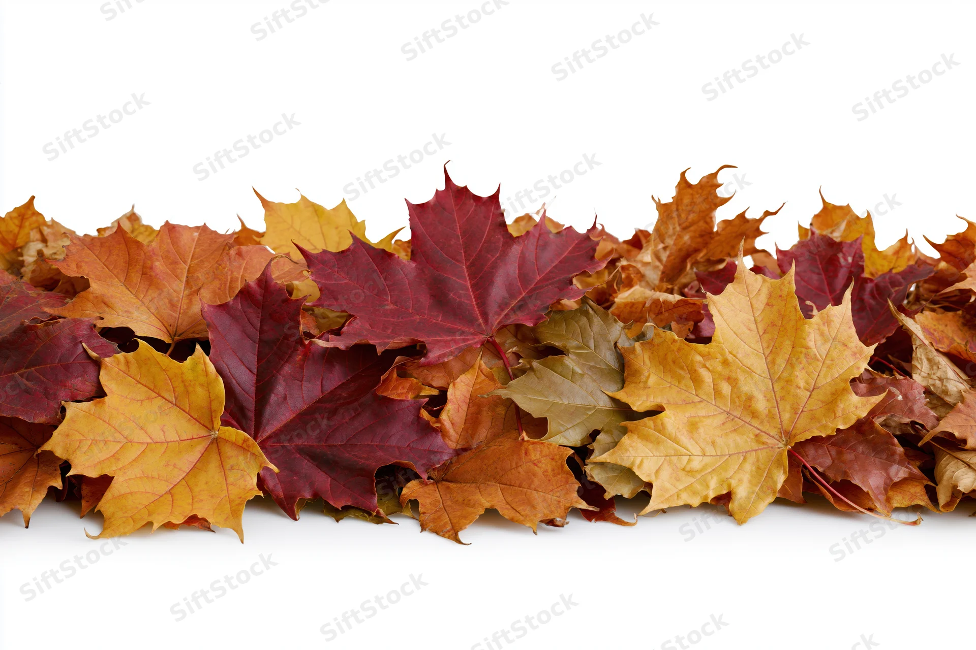 Pile of fallen autumn maple leaves arranged along the bottom edge on white background