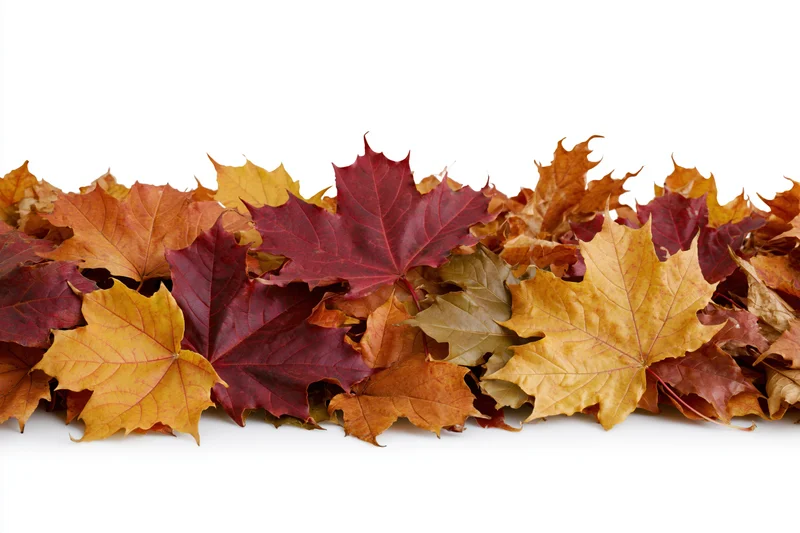 Pile of fallen autumn maple leaves heaped along the bottom