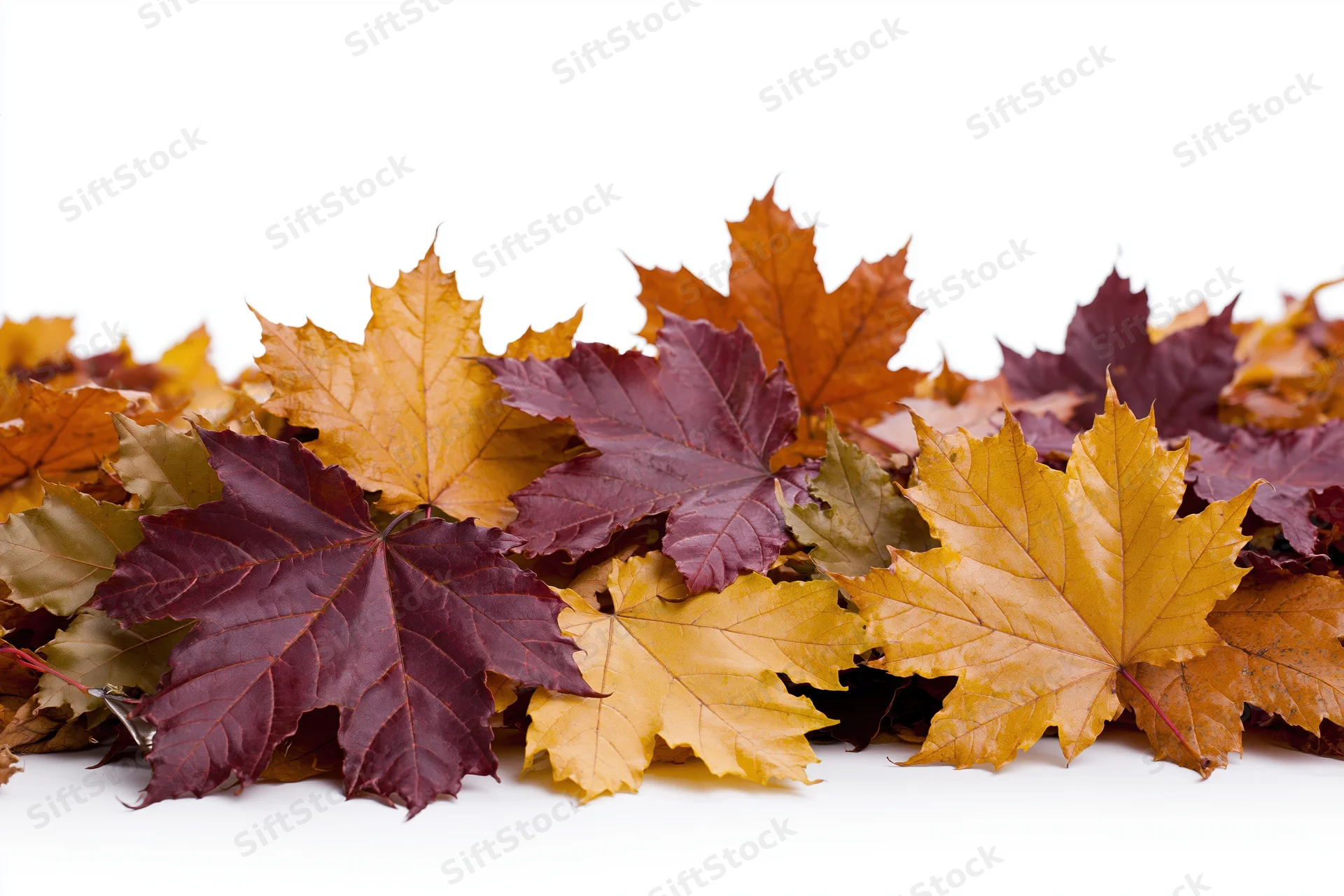 Pile of colorful autumn maple leaves heaped along the bottom on white background
