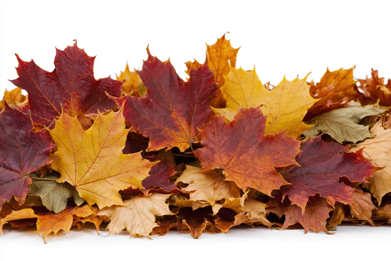 Pile of fallen autumn maple leaves heaped along the bottom on white background