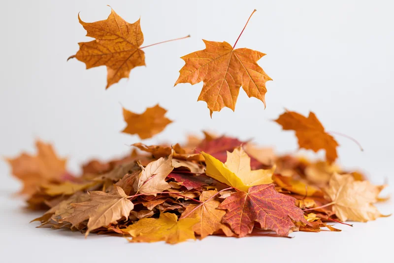 Pile of autumn maple leaves falling onto a white surface