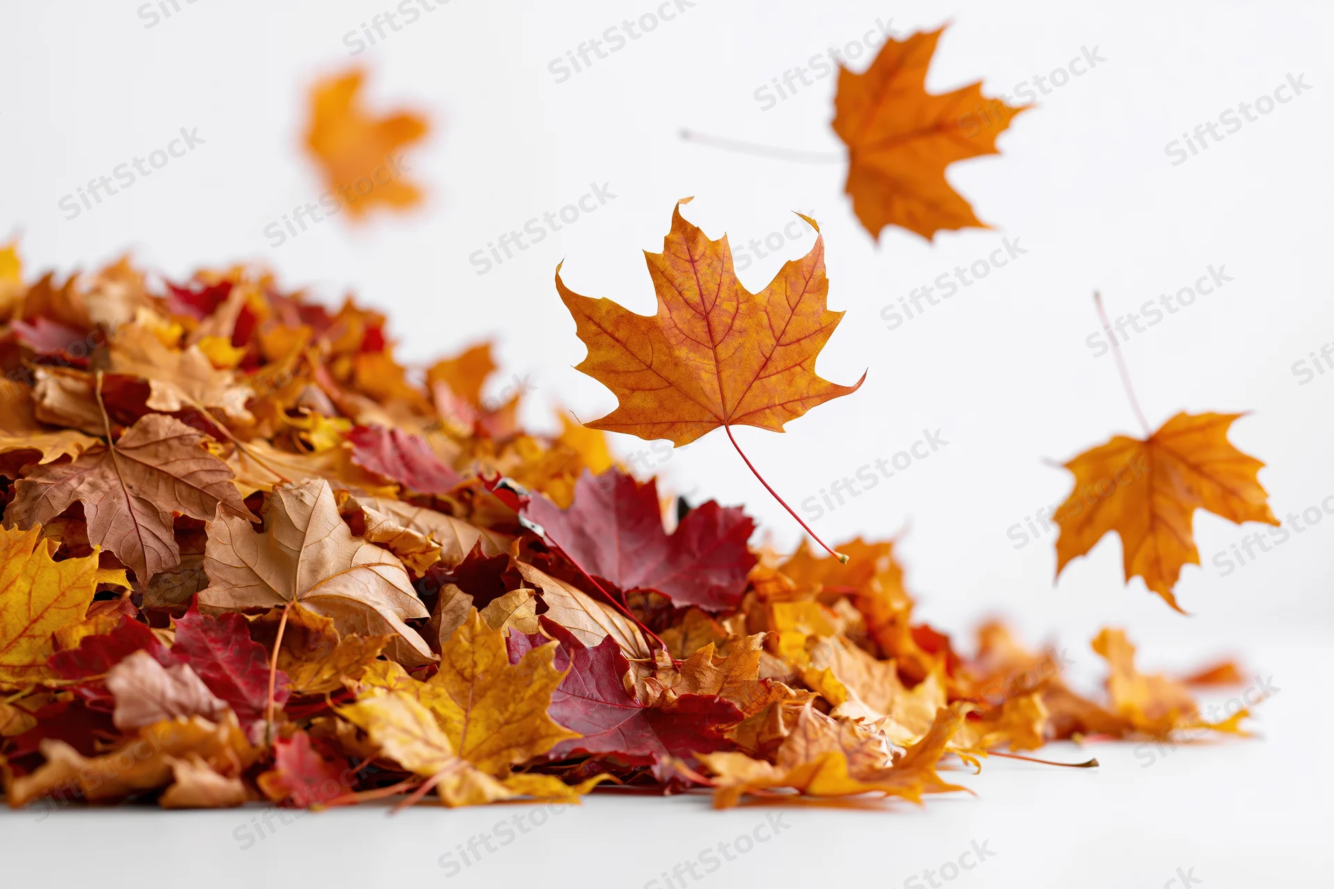 Pile of colorful autumn maple leaves falling onto white surface