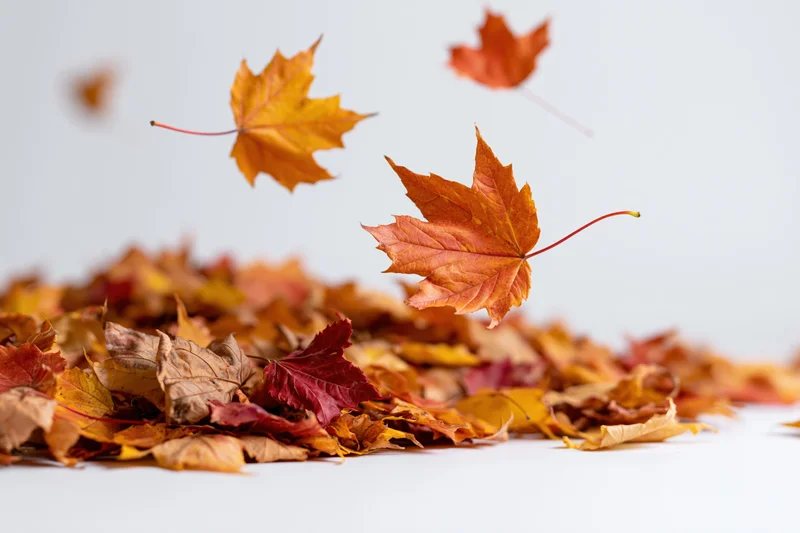 Maple leaves falling and piled on white surface in autumn colors