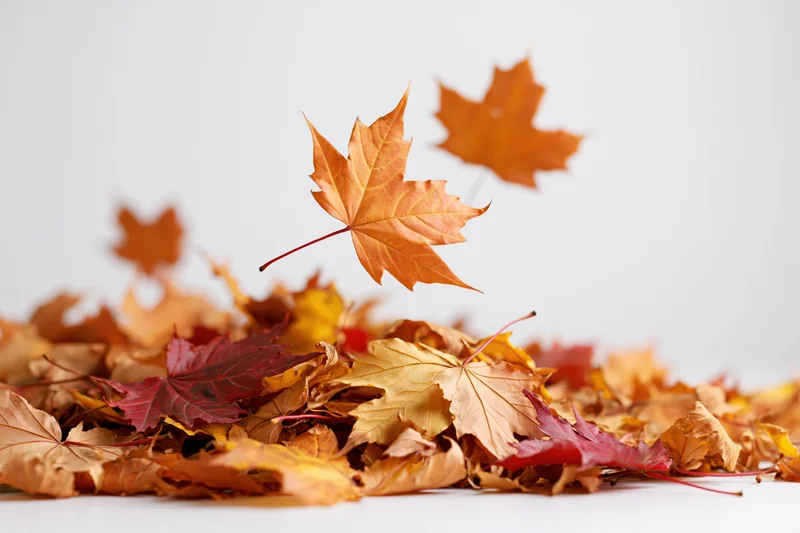 Floating maple leaves falling onto a pile of autumn foliage on white background