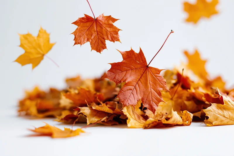 Maple leaves falling and piled on a white seamless background