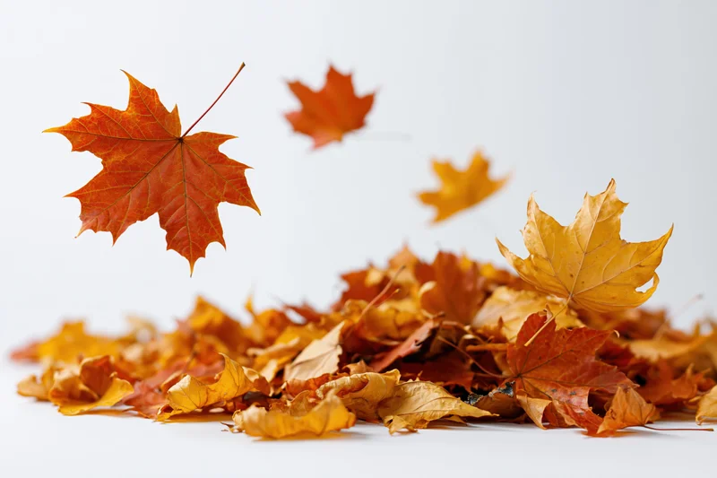Maple leaves falling and piled on a white seamless background
