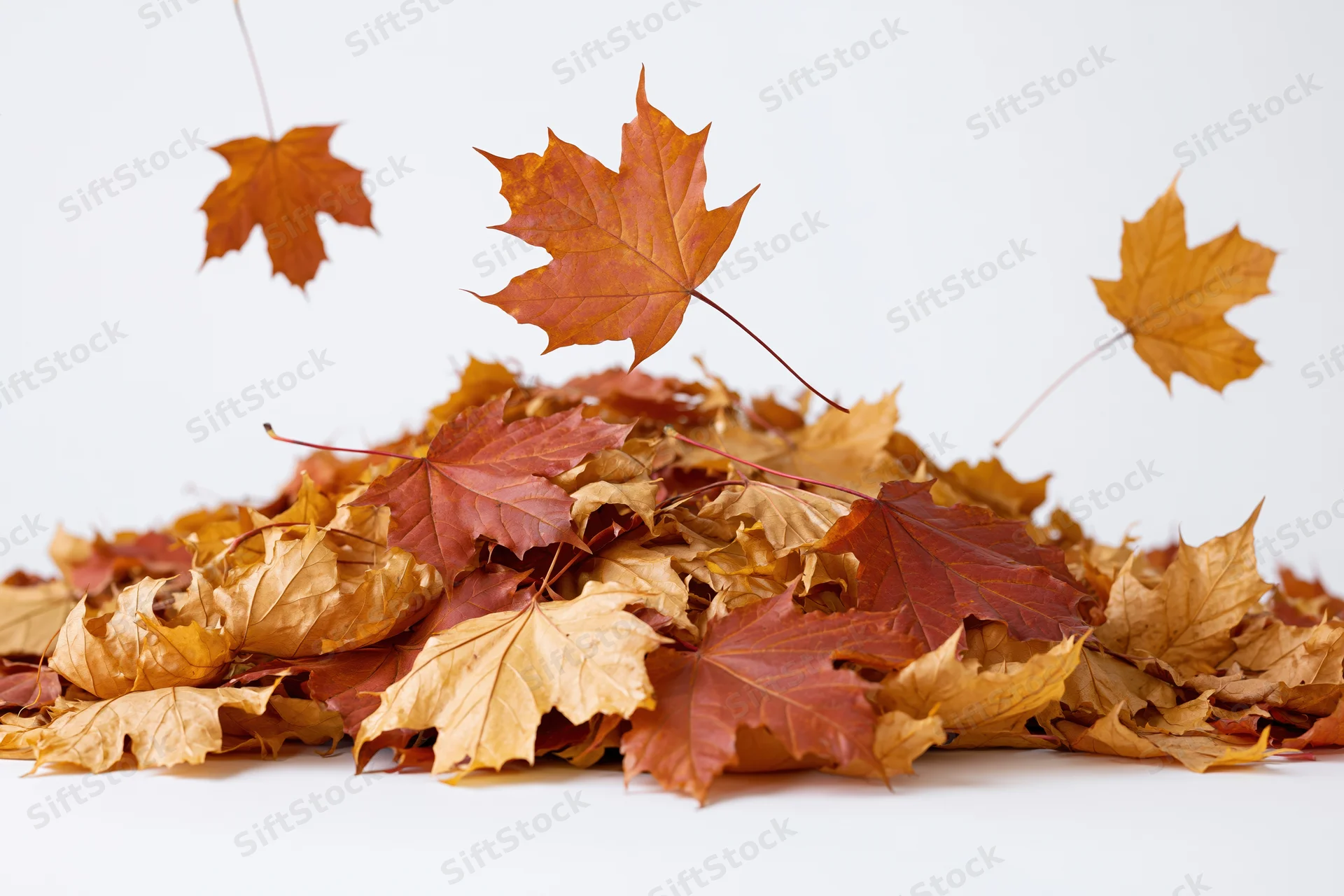 Pile of fallen autumn maple leaves on white seamless background