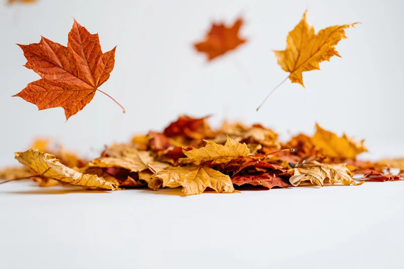 Fallen maple leaves piled on white seamless background with some floating in midair