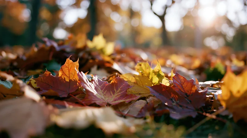 Fallen maple leaves scattered on ground in autumn forest with sunlight filtering through trees