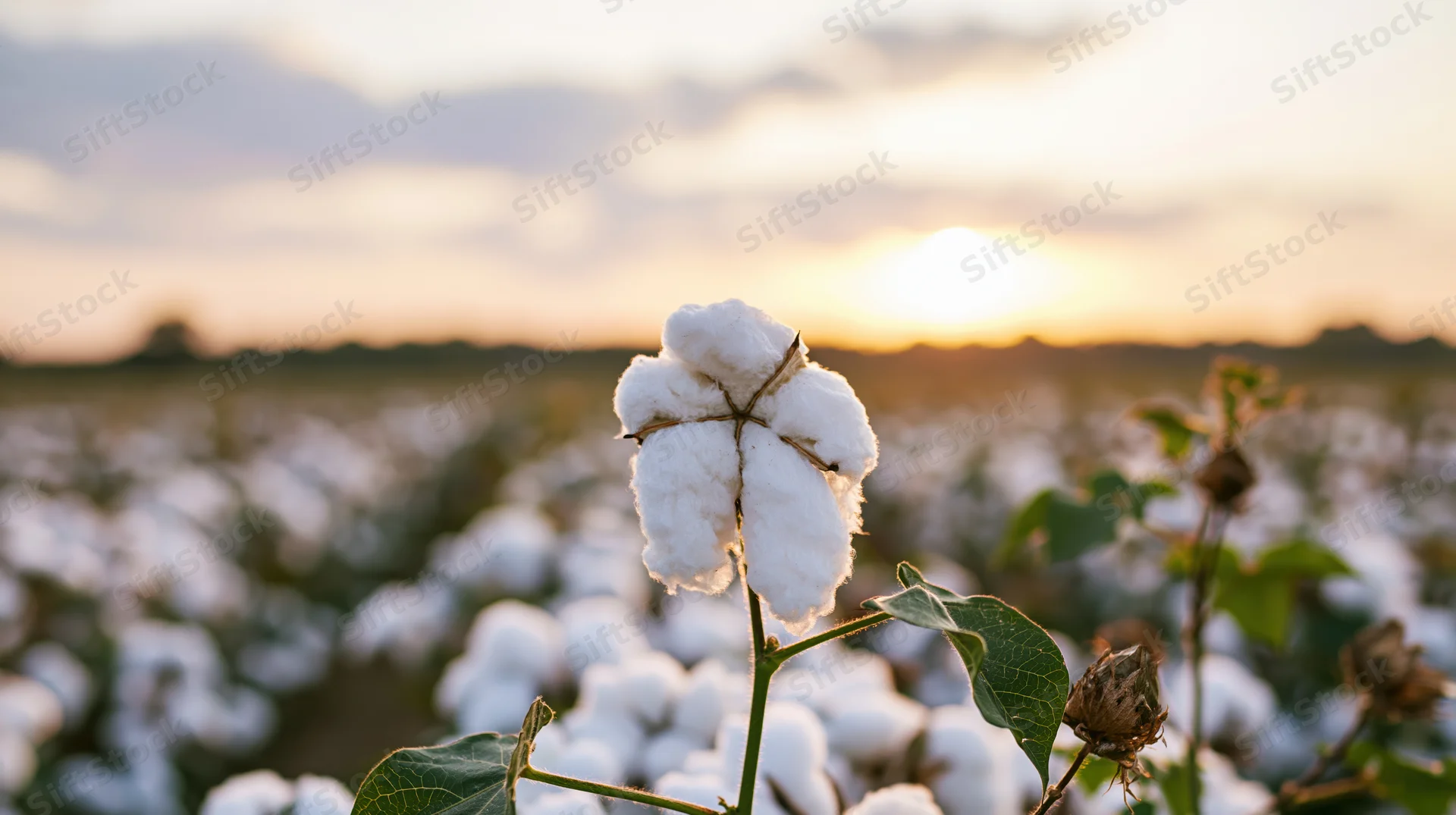 Ripe cotton boll on green stem in field at sunset