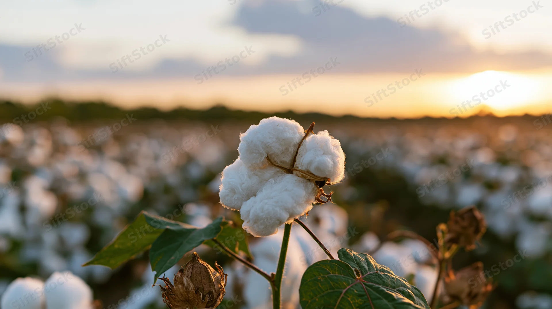 Ripe cotton boll on green stem in field at sunset