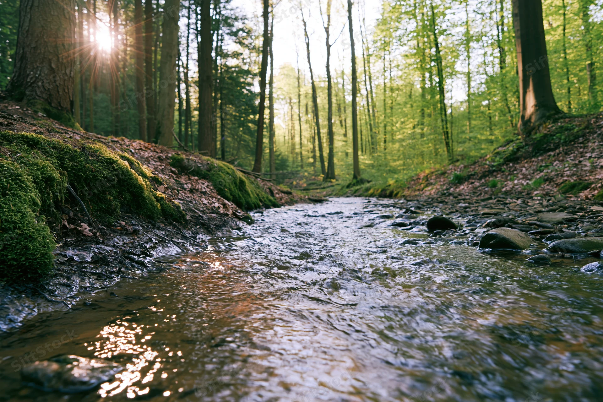 Shallow stream flowing through a forest of tall deciduous trees with sunlight filtering through the canopy