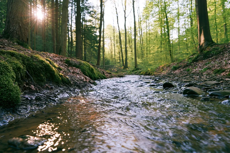 Shallow stream flowing through a forest of tall deciduous trees with sunlight filtering through the canopy