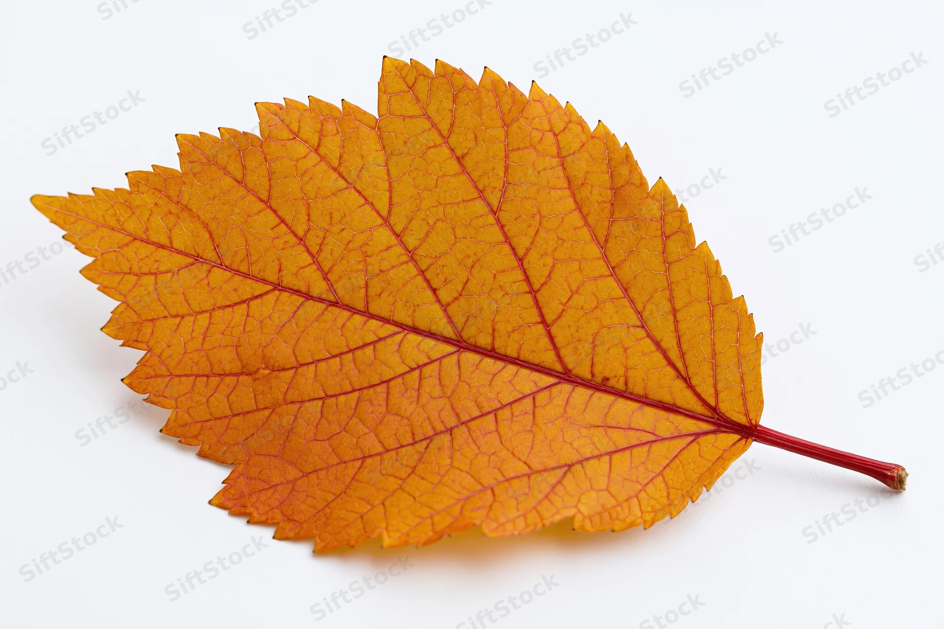 A single orange autumn leaf with visible veins and red stem lying flat on a white surface