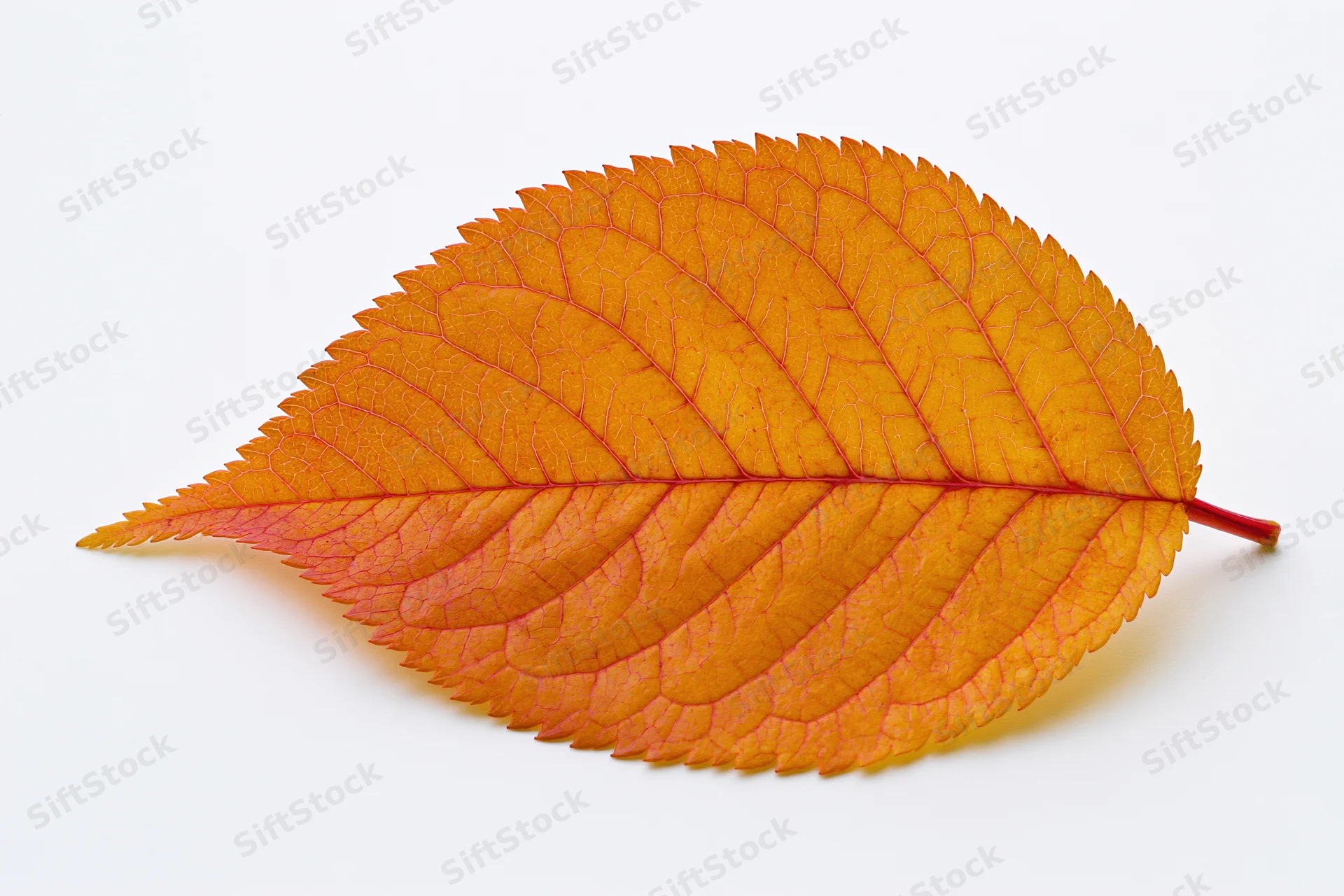 A single orange autumn leaf with visible veins and serrated edges lying flat on a white surface