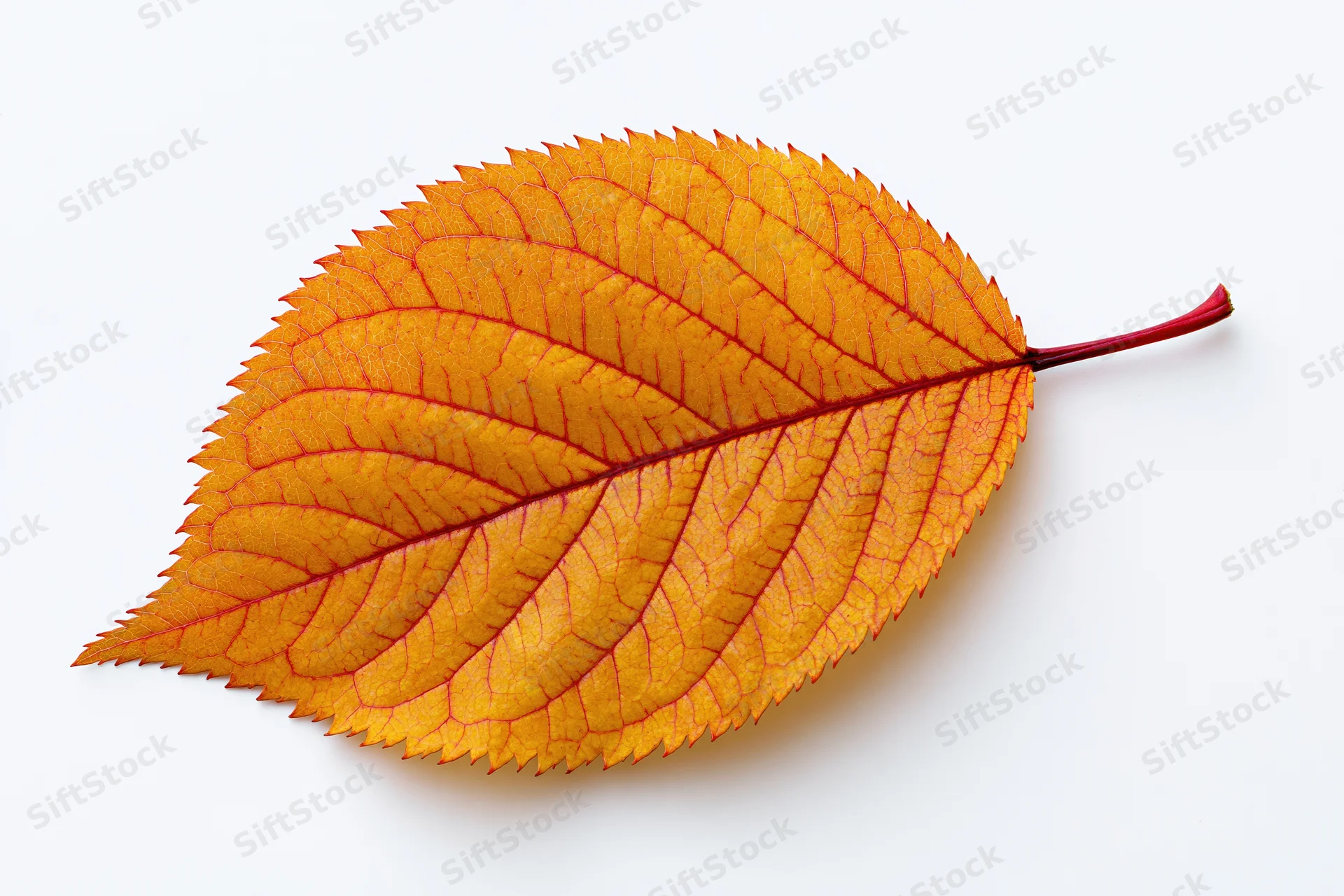 A single autumn leaf with orange and red veins lying flat on a white surface