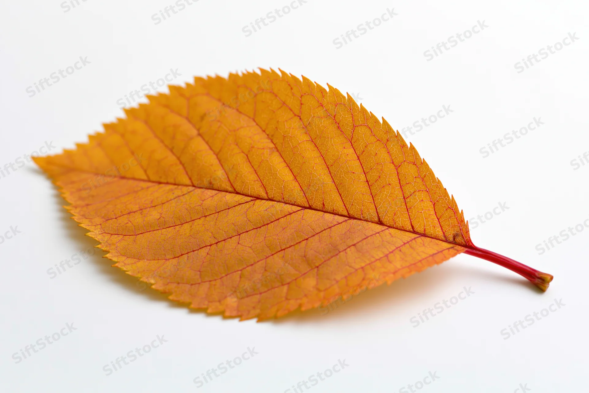 A single autumn leaf with orange and red veins lying flat on a white surface