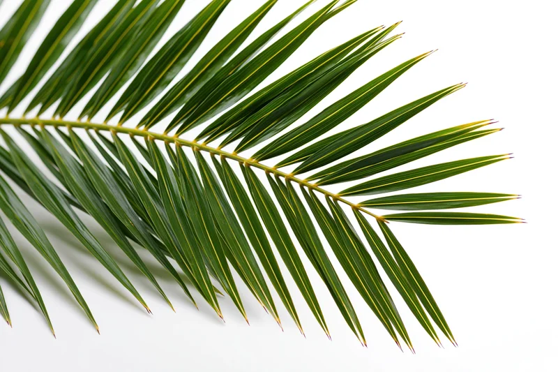 Coconut palm frond arching diagonally across white background