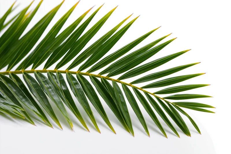A single coconut palm frond arching diagonally across a white background