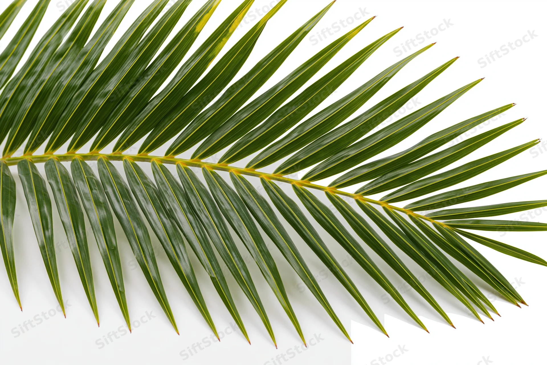 Single coconut palm frond arching diagonally across white background