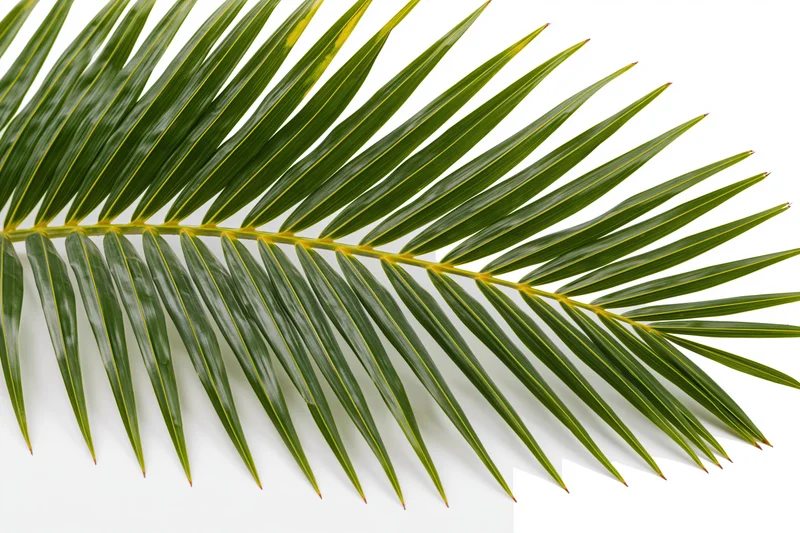 Single coconut palm frond arching diagonally across white background