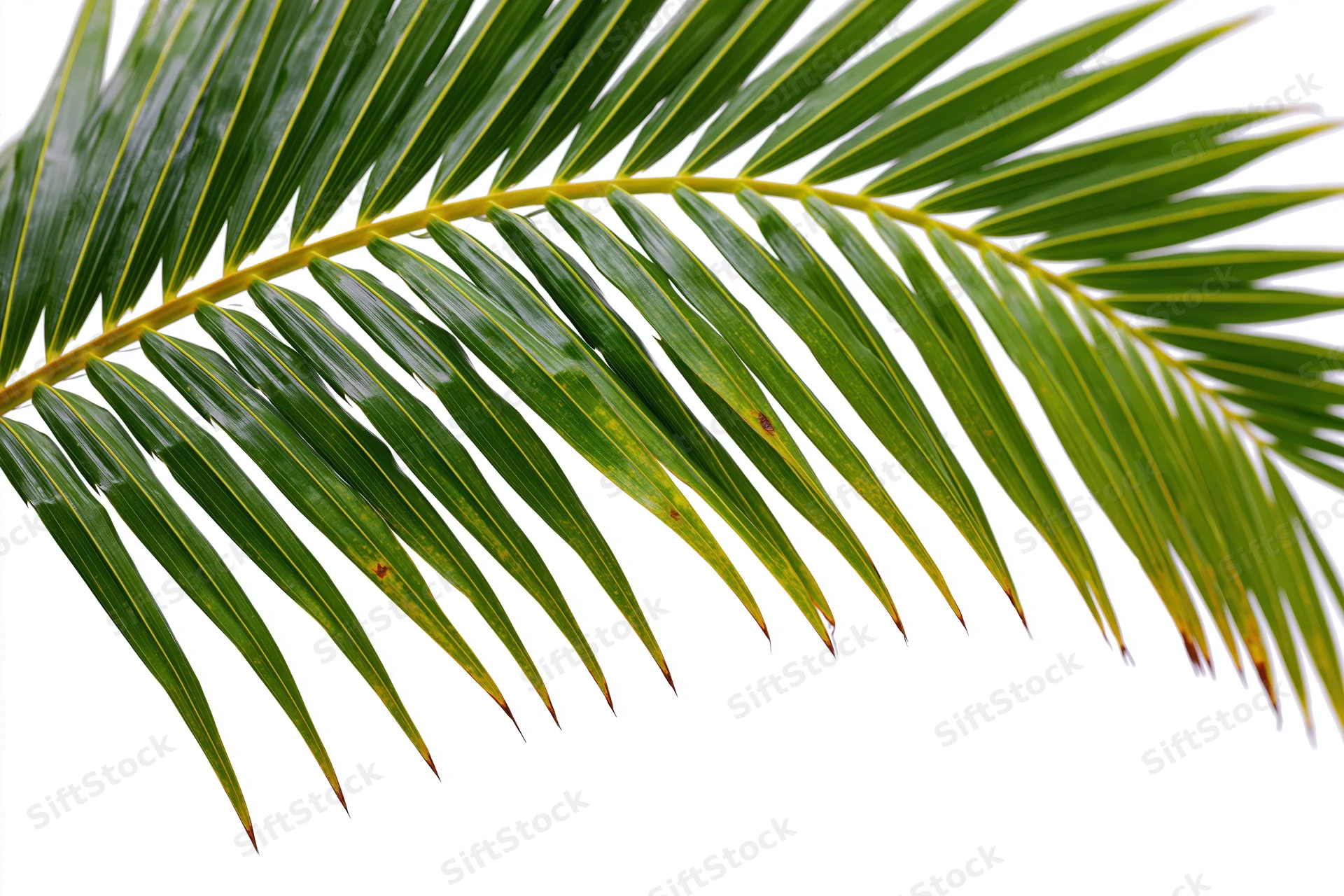 A single coconut palm frond arching diagonally across the upper frame against a white background
