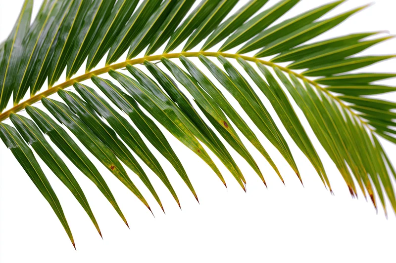 A single coconut palm frond arching diagonally across the upper frame against a white background