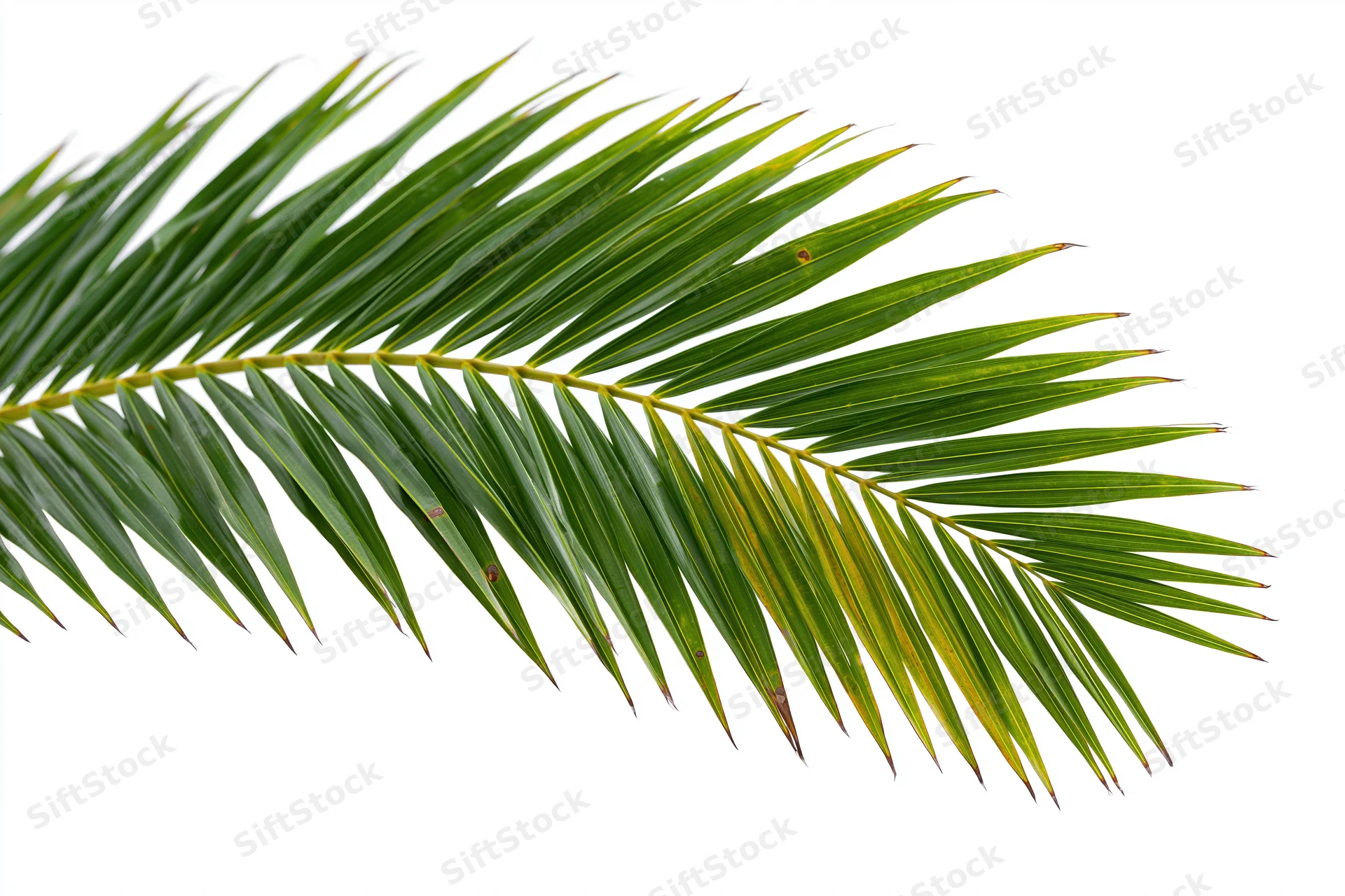 A single coconut palm frond arching diagonally across a white background