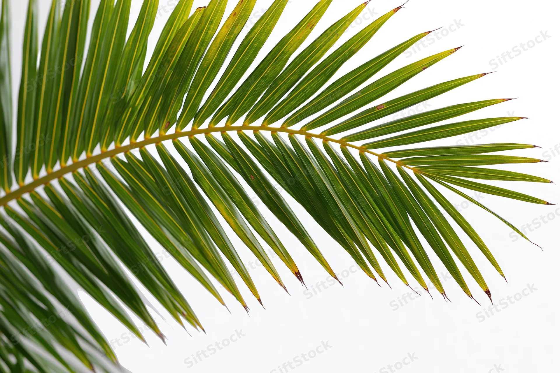 A single coconut palm frond arching diagonally across the frame against a white background
