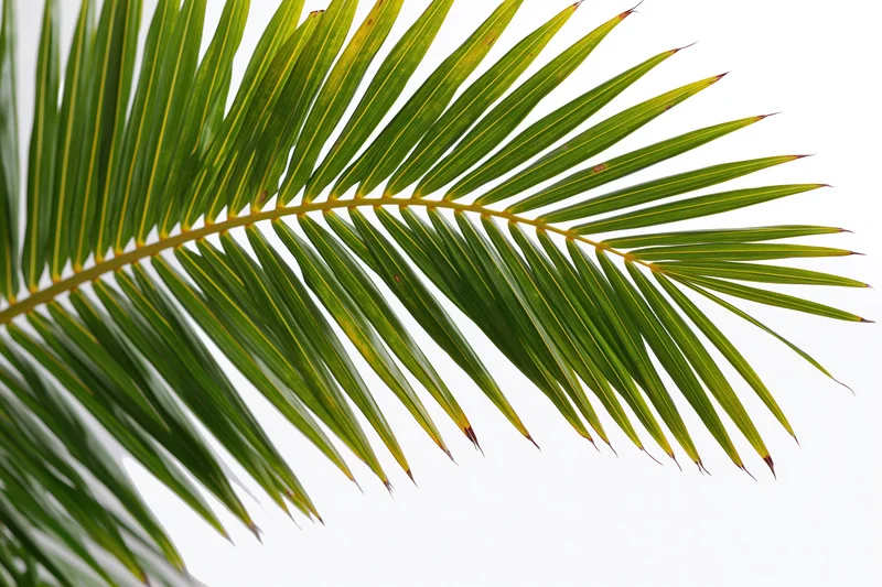 A single coconut palm frond arching diagonally across the frame against a white background
