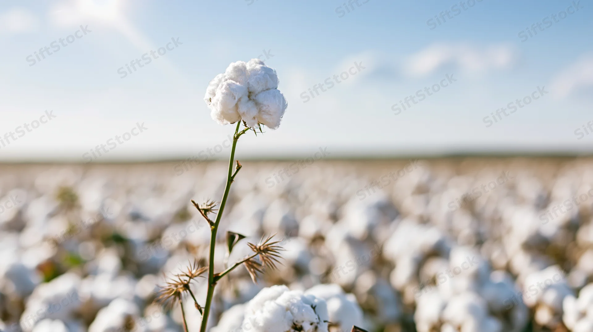 Single cotton boll in sharp focus rising above a vast open field under a bright blue sky