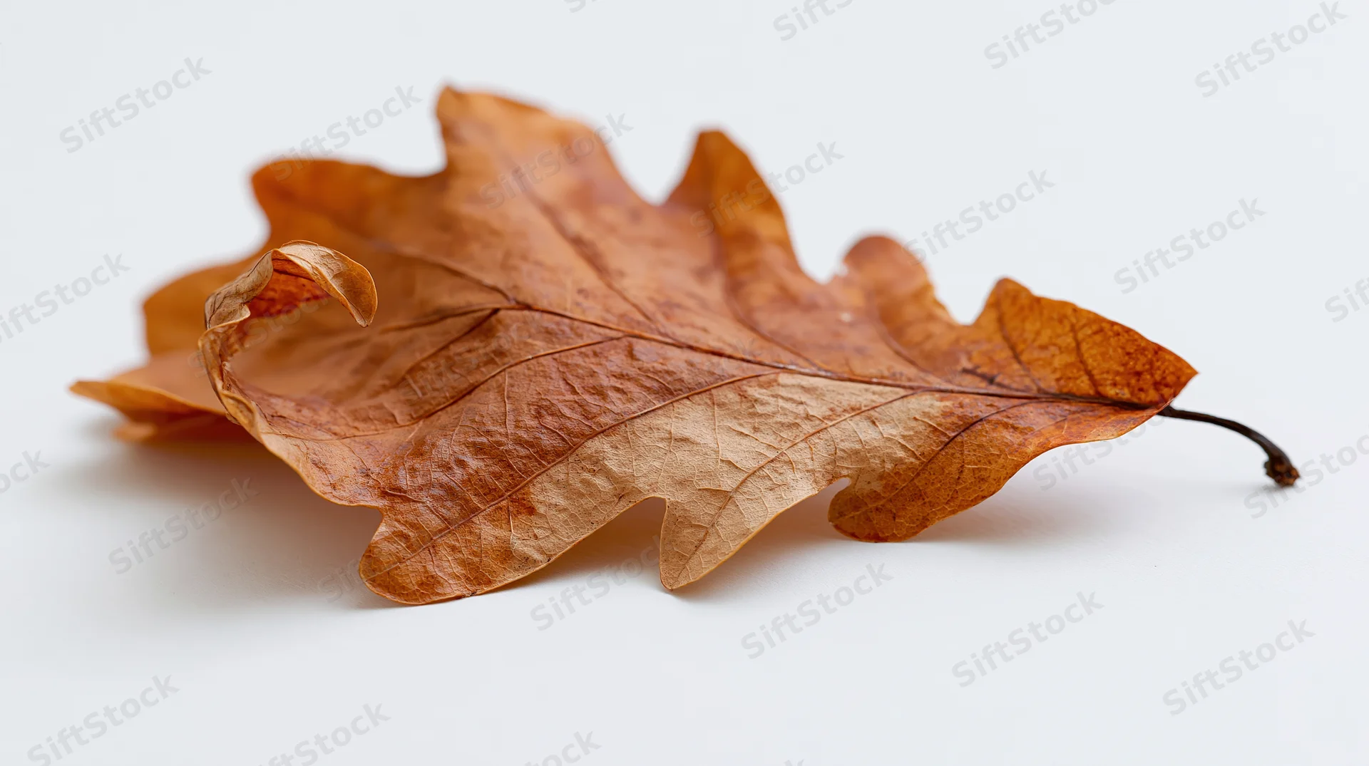Dried oak leaf lying flat on white surface with curled edges