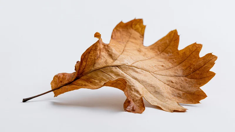 Dried oak leaf lying flat on white surface with curled edges