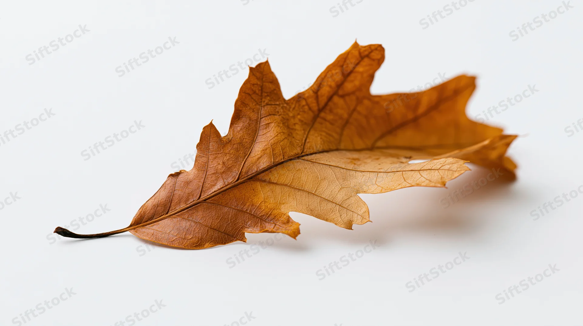 Dried oak leaf lying flat on white surface with curled edges and visible veins