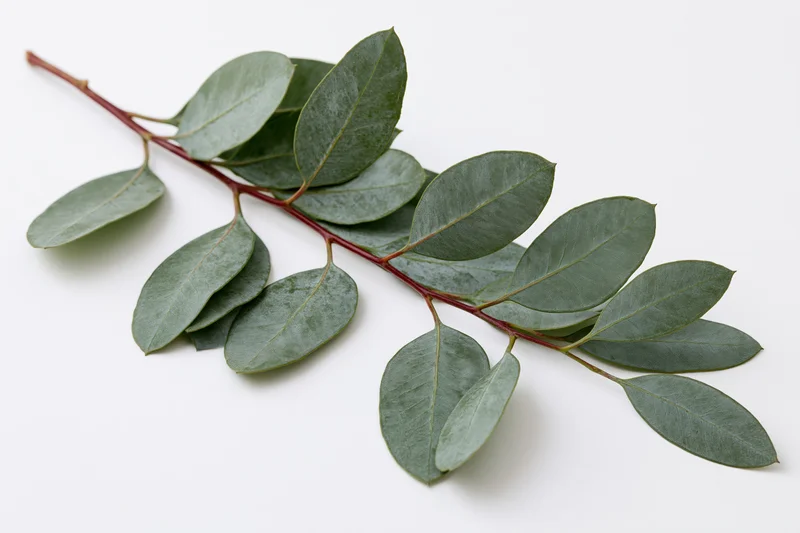 Eucalyptus branch with oval lance-shaped leaves on white background