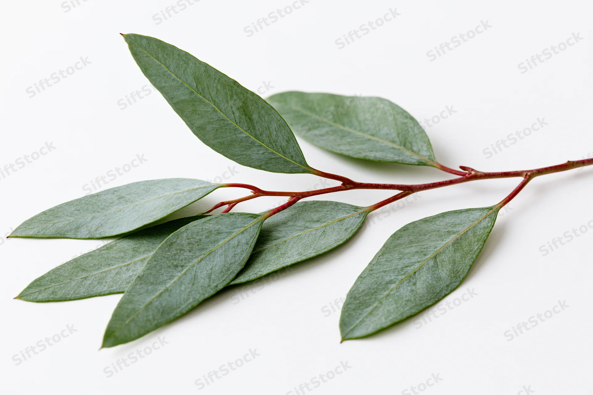 Eucalyptus branch with oval lance-shaped leaves on white background